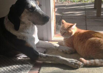 séjour thérapeutique avec animaux