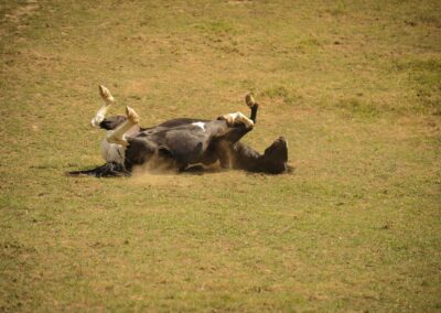Centre de Joie | Travail thérapeutique avec les animaux